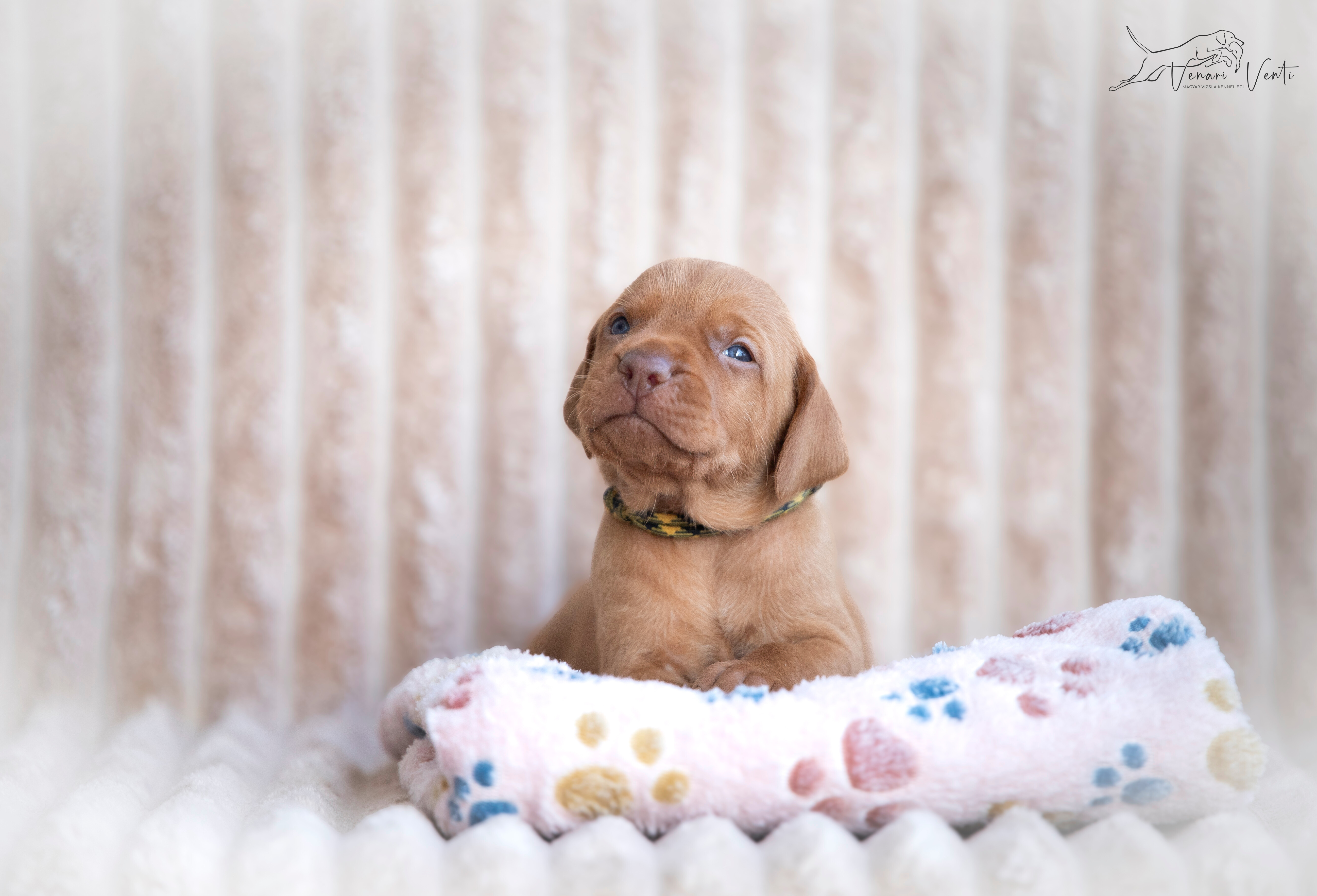 Wyżeł Węgierski Krótkowłosy - Szczenię