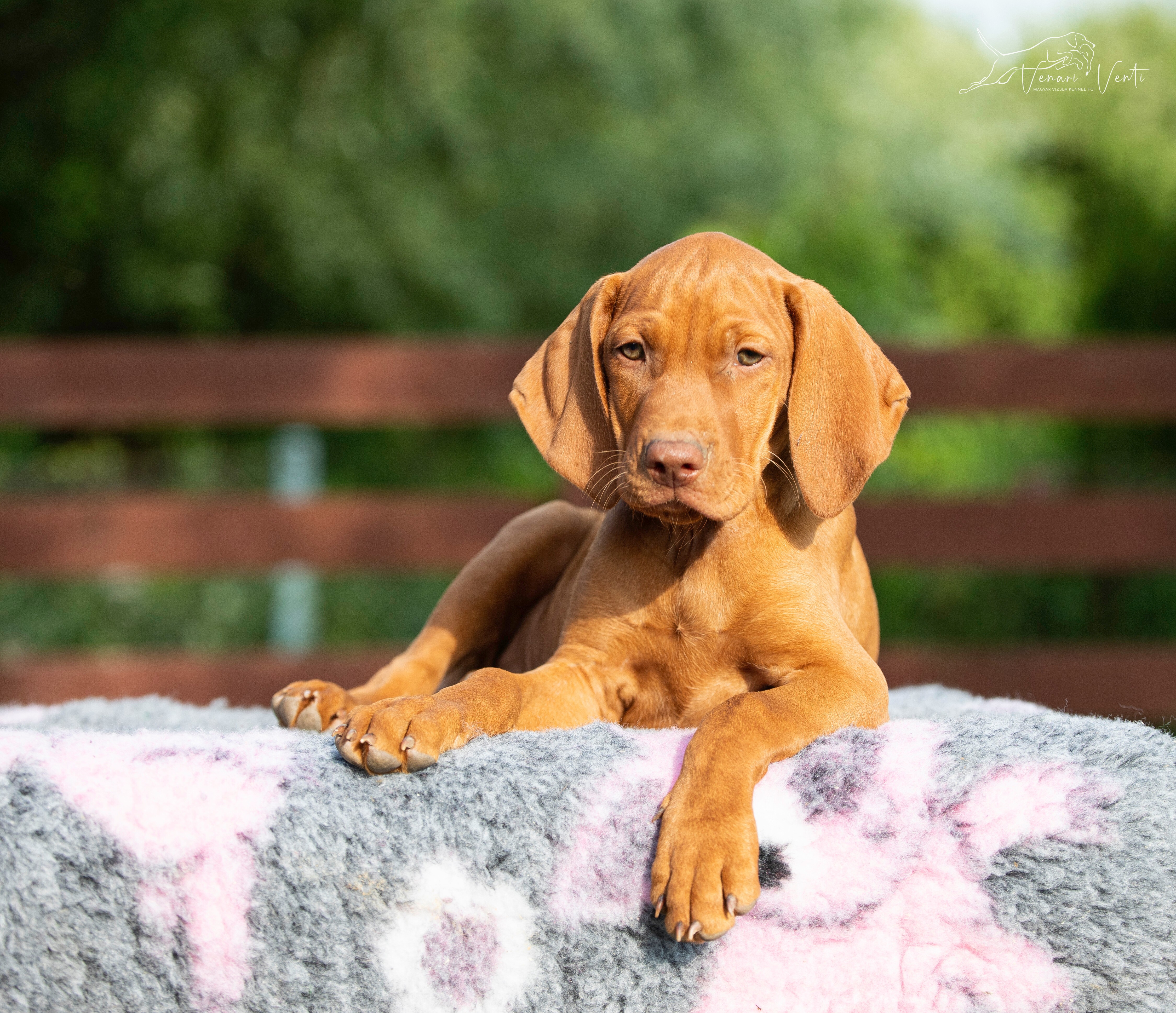 Wyżeł Węgierski Krótkowłosy - Portret